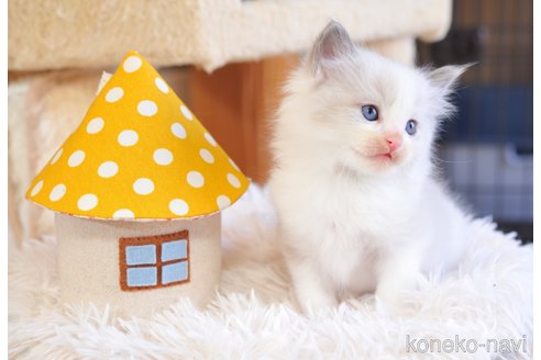 販売中の埼玉県のラグドール-117457の3枚目